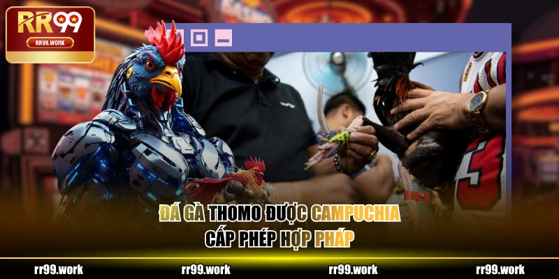 Đá gà Thomo được Campuchia cấp phép hợp pháp