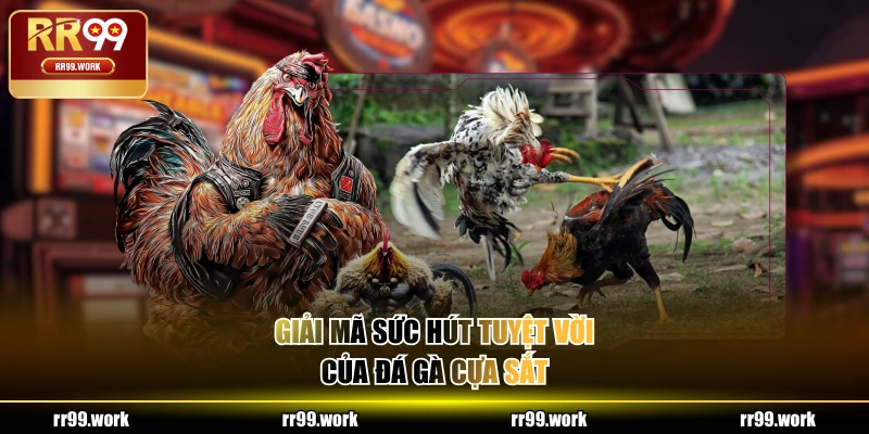 Giải mã sức hút tuyệt vời của đá gà cựa sắt